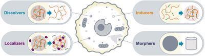 Principles and functions of condensate modifying drugs